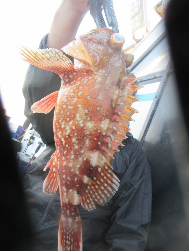 ガシラ(カサゴ)