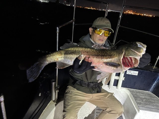 シーバス(スズキ)