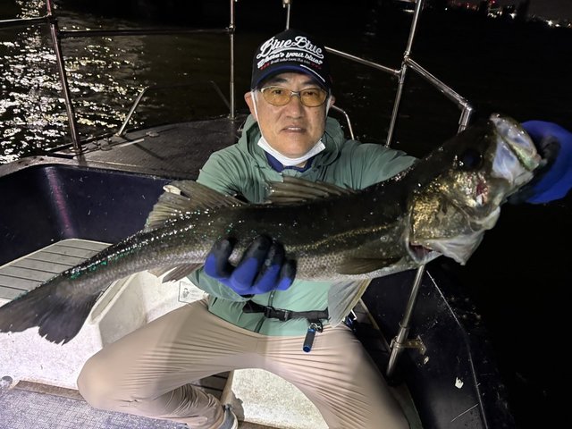 シーバス(スズキ)