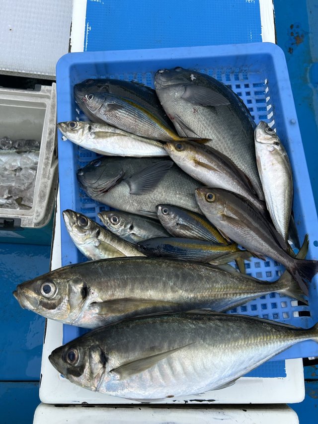 メジナ・アジ(マアジ)・イサキ