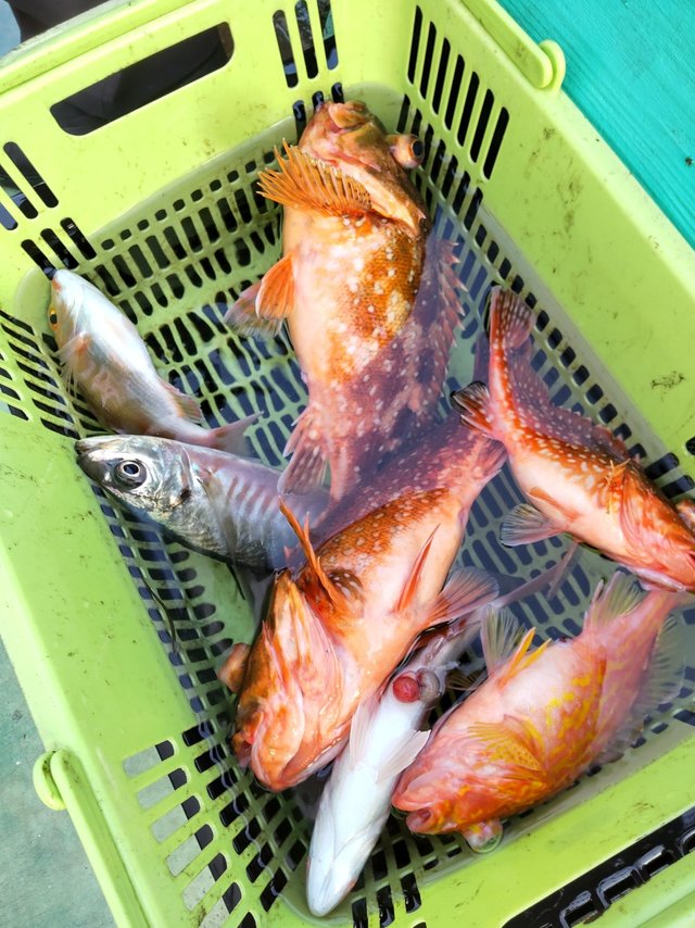 アジ(マアジ)・ガシラ(カサゴ)