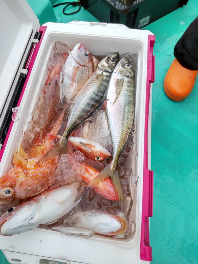 アジ(マアジ)・ガシラ(カサゴ)