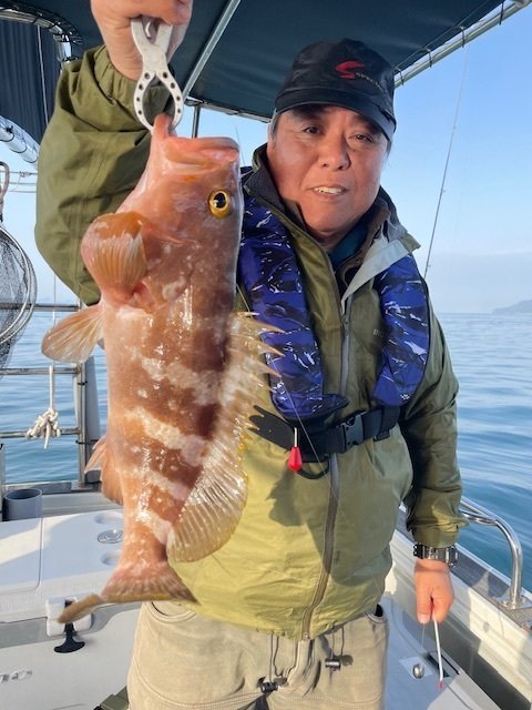 アコウ(キジハタ)