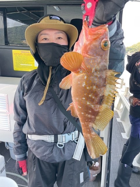 アコウ(キジハタ)