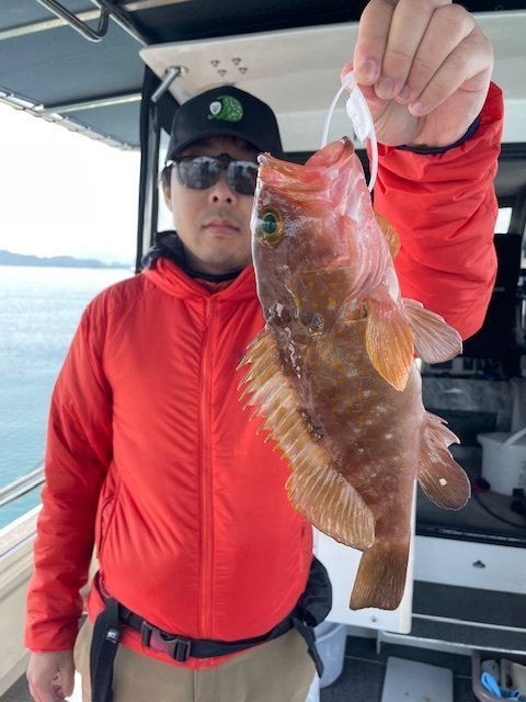 アコウ(キジハタ)