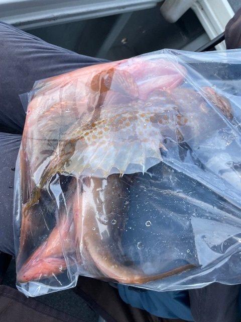 アコウ(キジハタ)