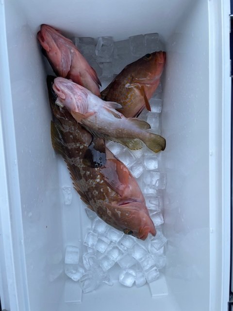 アコウ(キジハタ)