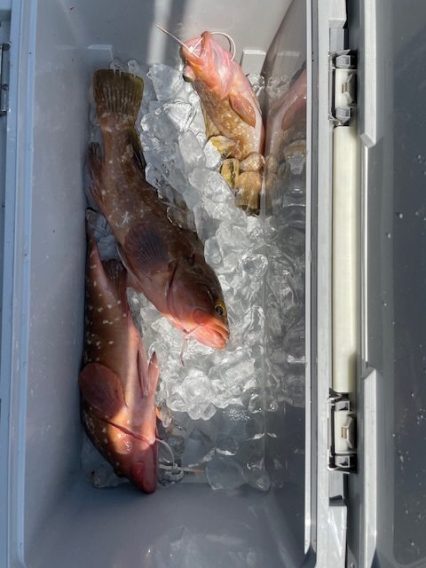 アコウ(キジハタ)