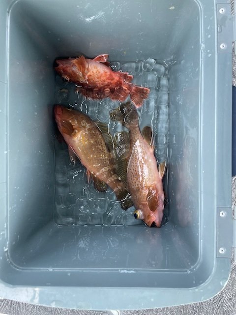 アコウ(キジハタ)