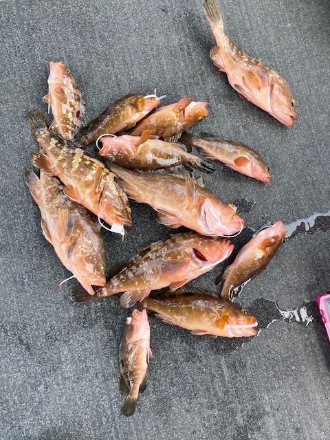 アコウ(キジハタ)