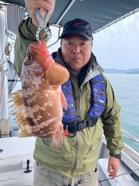 アコウ(キジハタ)