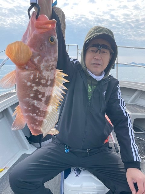 アコウ(キジハタ)