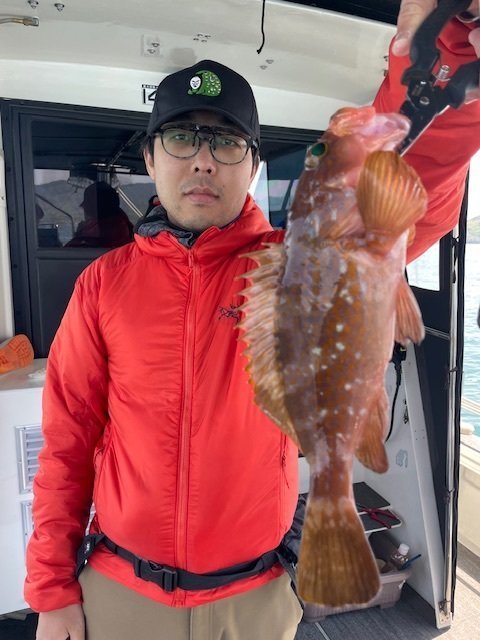 アコウ(キジハタ)