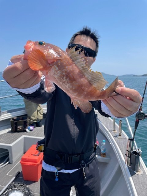 アコウ(キジハタ)