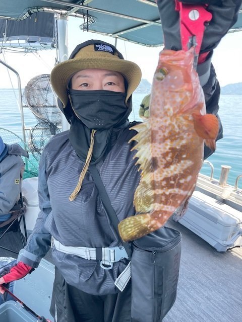 アコウ(キジハタ)