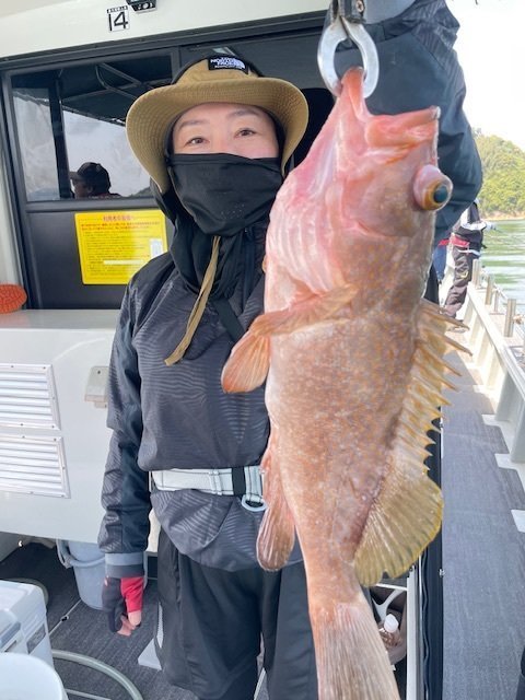 アコウ(キジハタ)