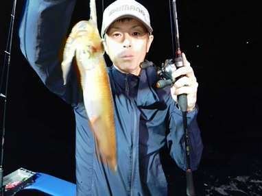 マイカ(ケンサキイカ)