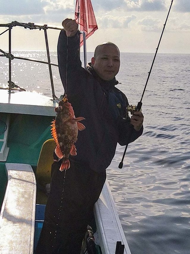 ウッカリカサゴ