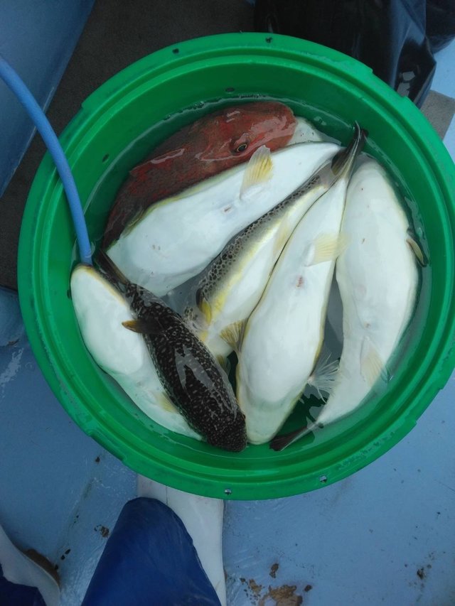 ショウサイフグ