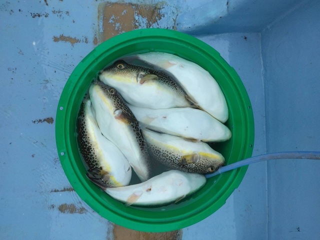 ショウサイフグ