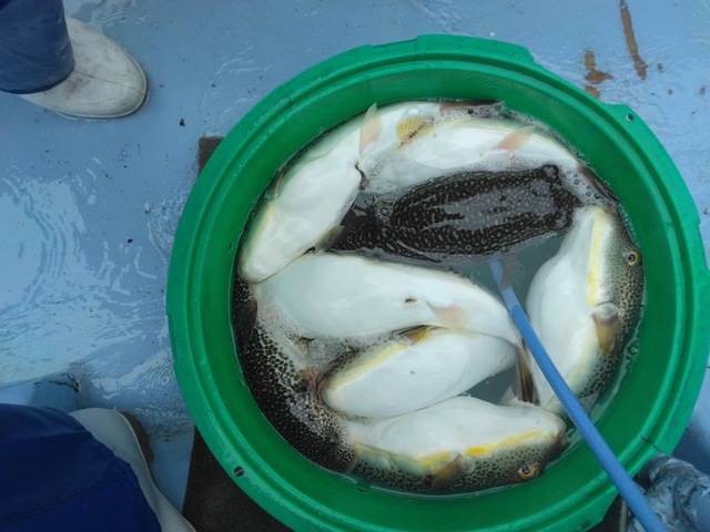 ショウサイフグ