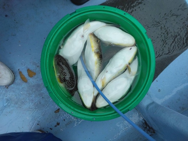 ショウサイフグ