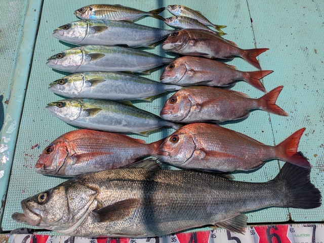 タイ(マダイ)・スズキ・ハマチ(ブリ)