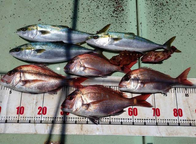 タイ(マダイ)・ハマチ(ブリ)