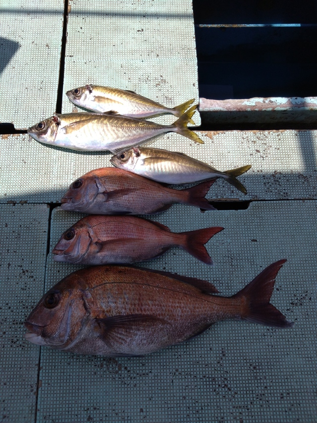 タイ(マダイ)・アジ(マアジ)