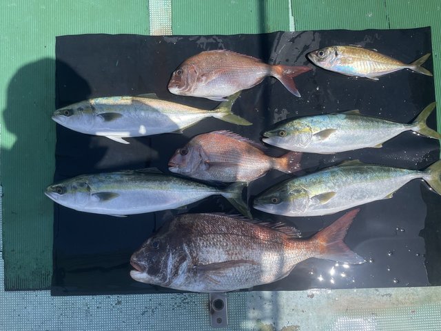 マダイ・ハマチ(ブリ)