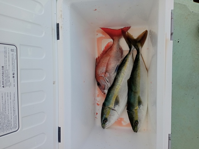 マダイ・ハマチ(ブリ)