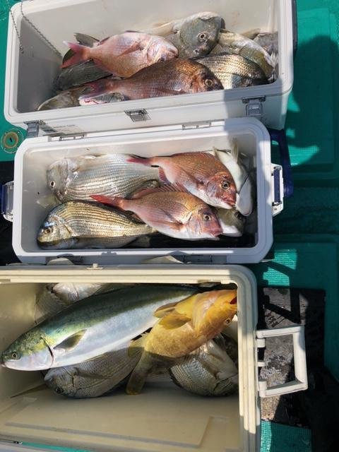 マダイ・アオハタ・メジロ(ブリ)・シロダイ