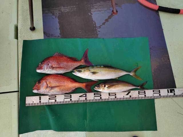 マダイ・マアジ・ツバス(ブリ)