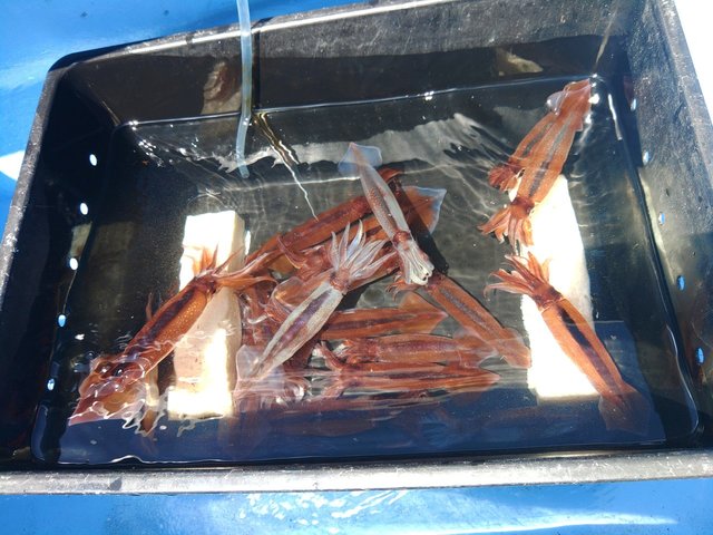 ムギイカ(スルメイカ)