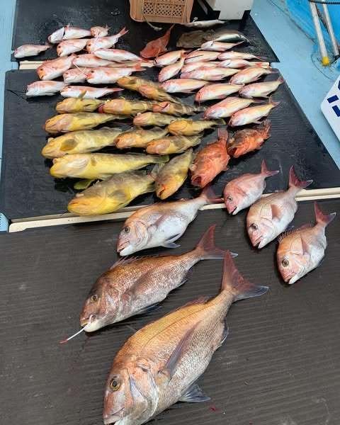 マダイ・レンコダイ(キダイ)・アオハタ・イトヨリ(イトヨリダイ)・ウッカリカサゴ・ホウボウ