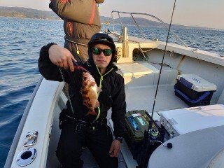 ヤナギ(ウスメバル)