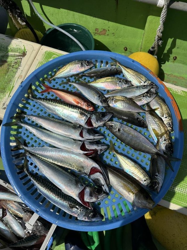 サバ(ゴマサバ)