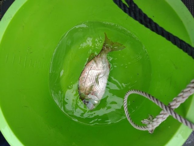 チャリコ(マダイ)