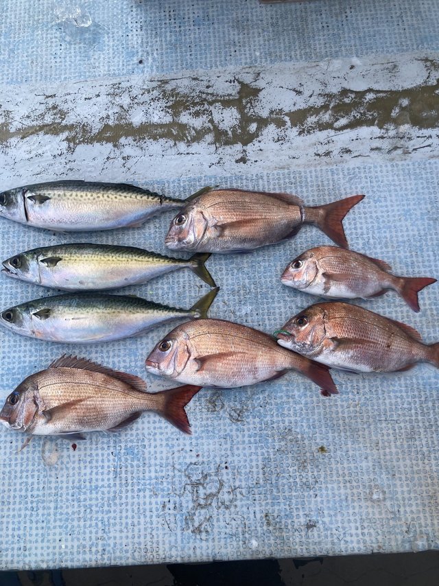 マダイ・サバ(マサバ)