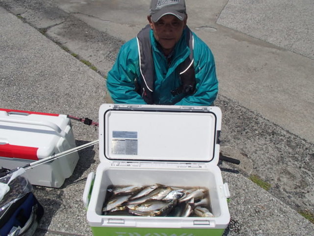 マアジ・イサキ