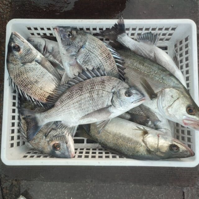 チヌ(クロダイ)