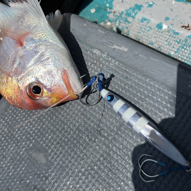 レンコダイ(キダイ)