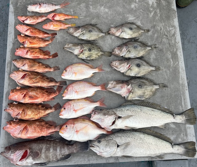 レンコダイ(キダイ)・マハタ・オオニベ・ウッカリカサゴ・マトウダイ