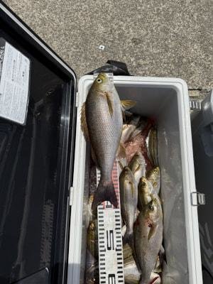 イサギ(イサキ)