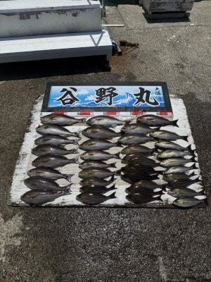 イサギ(イサキ)