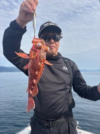 ガシラ(カサゴ)