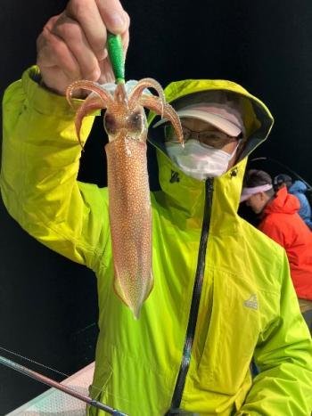 マイカ(ケンサキイカ)