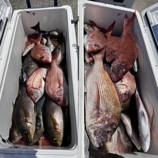 マダイ・ハナダイ(チダイ)・イサキ