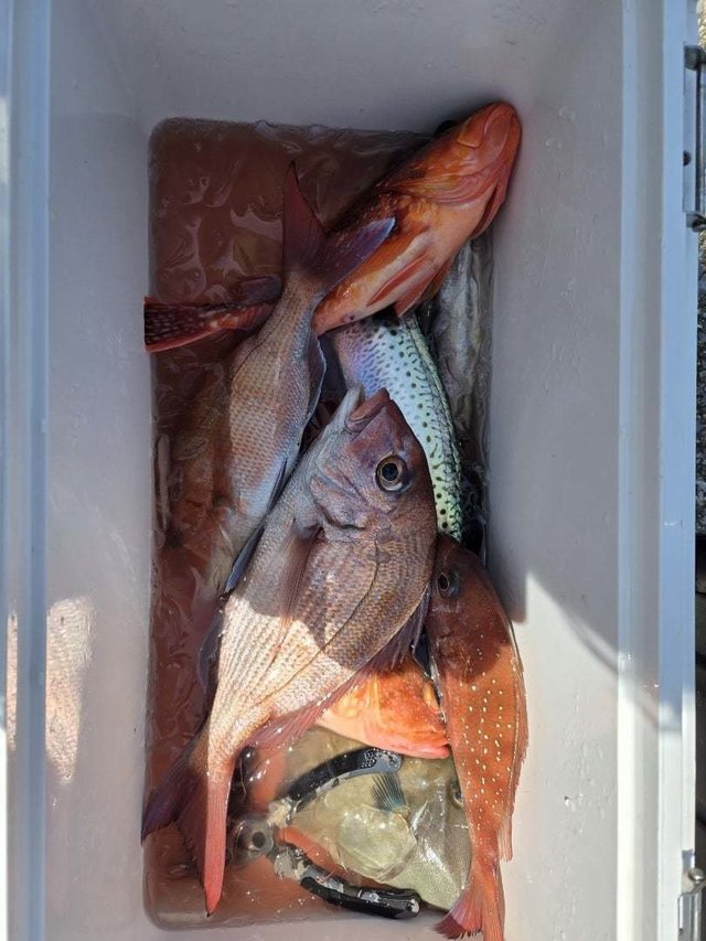 マダイ・オニカサゴ・サバ(ゴマサバ)