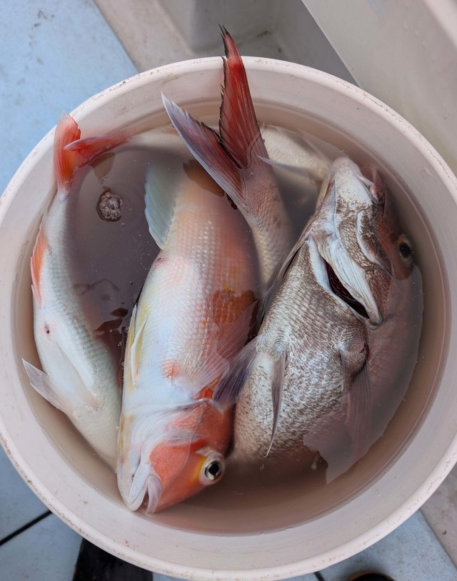 マダイ・アマダイ(アカアマダイ)